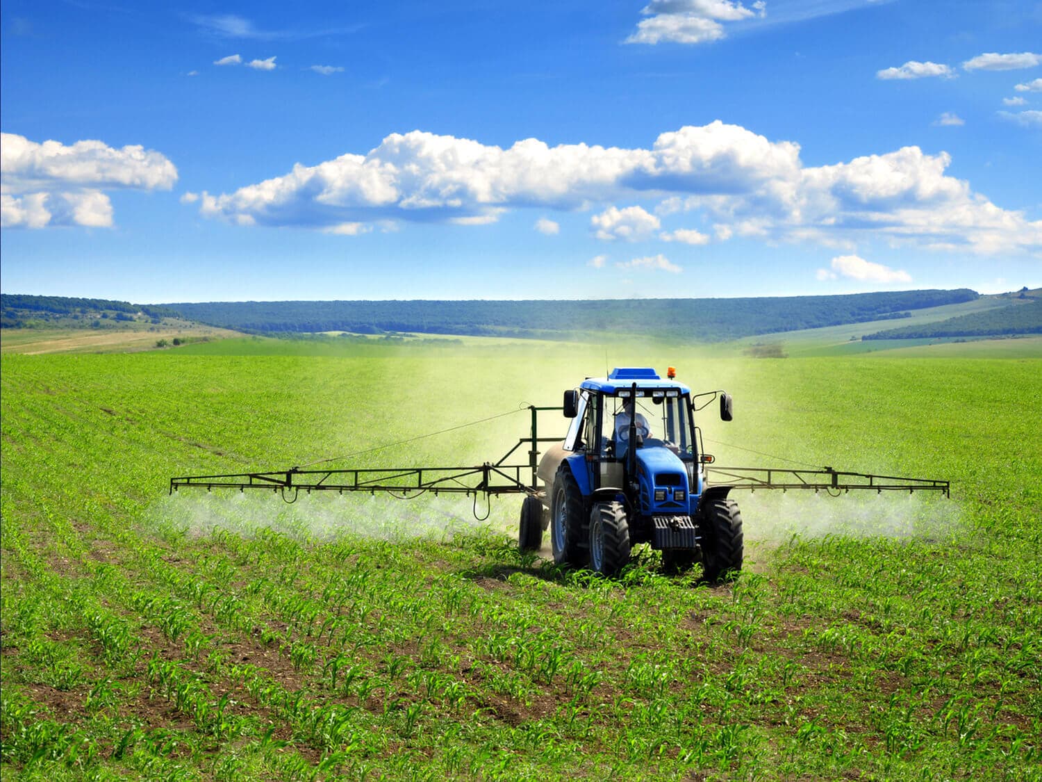 Modern blue tractor spraying crops in a green field